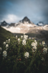Fototapeta premium Mountain Tundra 1