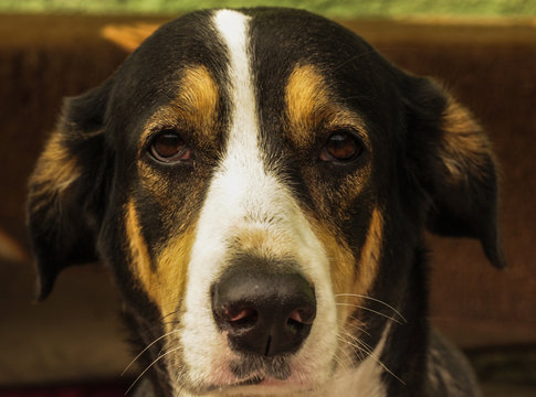 cachorro triste
