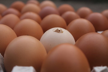 one broken egg shell in egg box,Hatching egg.