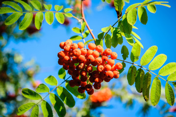 Closeup photo of orange berries and green leaves of mountain ash on a branch