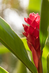Fototapeta premium Red Ginger Flower In Garden