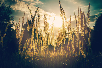 Fototapeta premium Closeup photo of beautiful golden wild grass against the impressive sunset