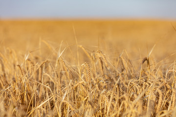 Reife Gerste unmittelbar vor der Ernte