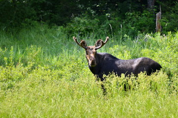 Bull Moose in meadow