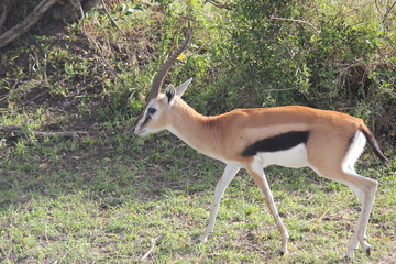 Газель Томсона или Томми / thomson's gazelle / thomson gazelle / gazelle / thomson / tommy