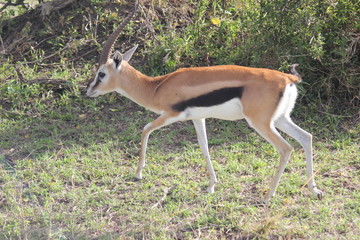 Газель Томсона или Томми / thomson's gazelle / thomson gazelle / gazelle / thomson / tommy