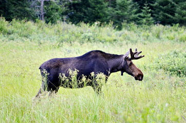 Bull Moose in meadow