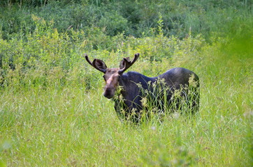 Bull Moose in meadow