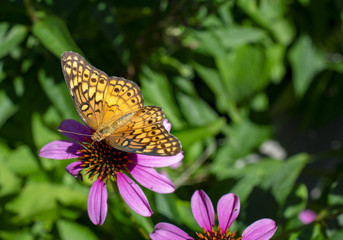 butterfly