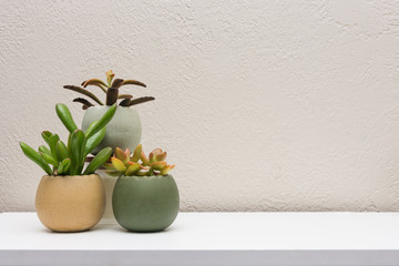 Cluster of small interior succulent plants on white surface with empty space for content addition
