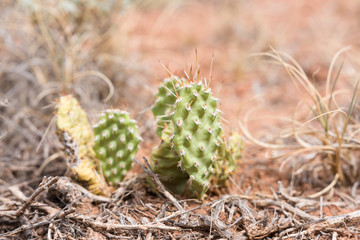 Small sharp cactus spines or needles on orange dry desert dirt background