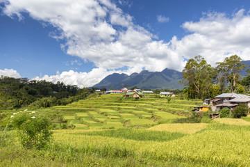 Terraced rice fields and Poco Mandasawu, Flores highest peak.