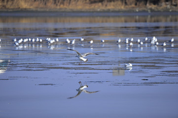 A beautiful bird in wetlands