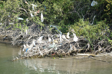 Trash and plastic bags hanging in trees on the bank of polluted river