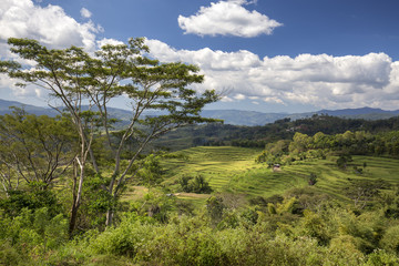 Fototapeta na wymiar Tropical Trees frame beautiful Golo Cador rice terraces near Ruteng in Flores, Indonesia.