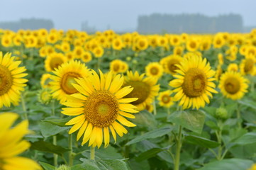 Sunflowers in the field