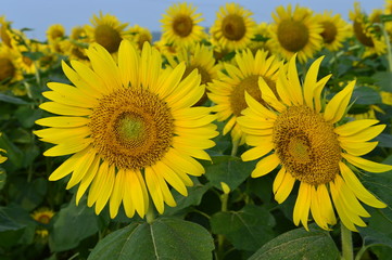 Sunflowers in the field