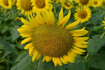 Sunflowers in the field