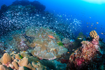 Obraz premium Beautiful tropical fish swimming around a brightly colored, healthy tropical coral reef