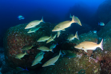 Trevally and Emperor hunting on a dark tropical coral reef