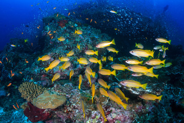 Fototapeta na wymiar Colorful Snapper swimming around hard corals on a tropical reef