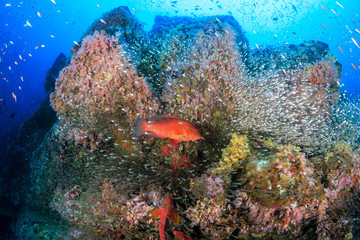 Fototapeta na wymiar Brightly colored tropical fish swimming around a colorful tropical coral reef