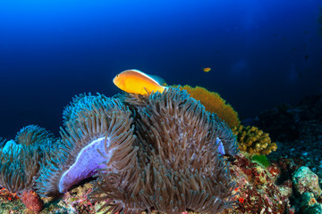 Beautiful Skunk Clownfish on a dark tropical coral reef at dawn