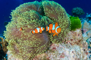 Beautiful False Clownfish in their home anemone on a tropical coral reef