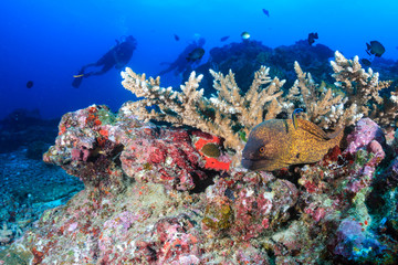 SCUBA divers and a large Moray Eel on a colorful tropical coral reef