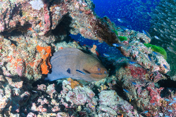 Fototapeta na wymiar A Giant Moray Eel hiding on a tropical coral reef