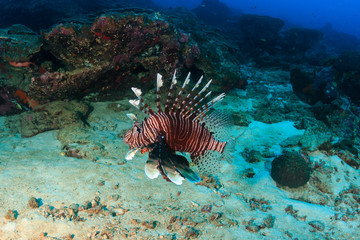 A solitary Lionfish patrolling a deep, dark tropical coral reef