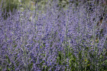 Naklejka premium Russian Sage