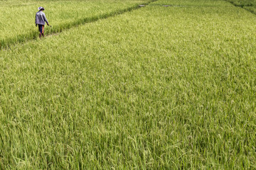 Trails separating rice fields at the Golo Cador rice terrace near Ruteng in Flores, Indonesia.