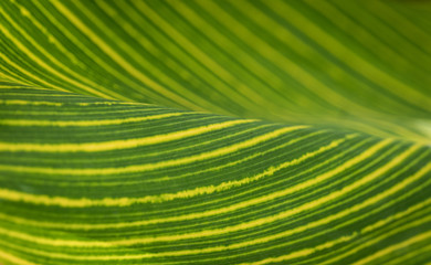 Fototapeta premium Canna Lily Leaf