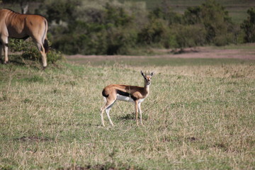 Газель Томсона или Томми / thomson's gazelle / thomson gazelle / gazelle / thomson / tommy