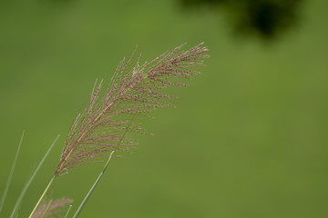Image of brown grass on a green background for text