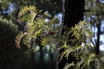 Botanical gardens plant with depth of field