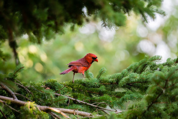 Framed Northern Cardinal with blurry green background