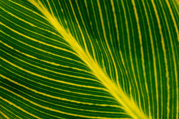 Canna Lily Leaf