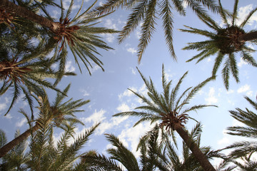 Fototapeta na wymiar Palm trees in the sky look. Resort rest.