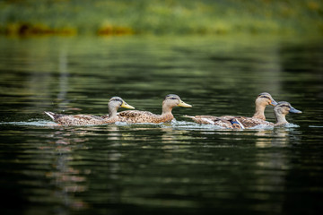 Ducks Swimming in the make
