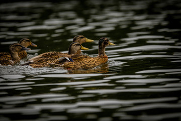 Ducks Swimming in the make