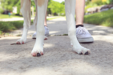 Dogs paws and legs with its owners feet