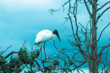 Wood Stork in the Branches of a Tree