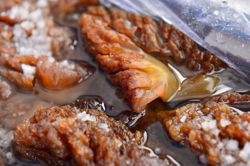 The beautiful jellyfish