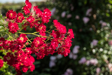 Red Roses in bloom