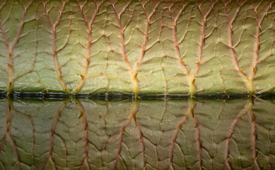 A giant leaf of Victoria amazonica with veins and air chambers and its reflection in a pond of a water conservatory of the St Petersburg botanical garden, Russia. Side view. Strange veiny background.