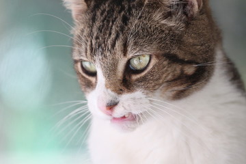 Goofy Portrait of a Cat 