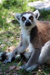 Portrait of a Lemur from Madagascar / Ring Tailed Lemur  