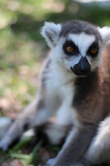Portrait of a Ring Tailed Lemur of Madagascar 